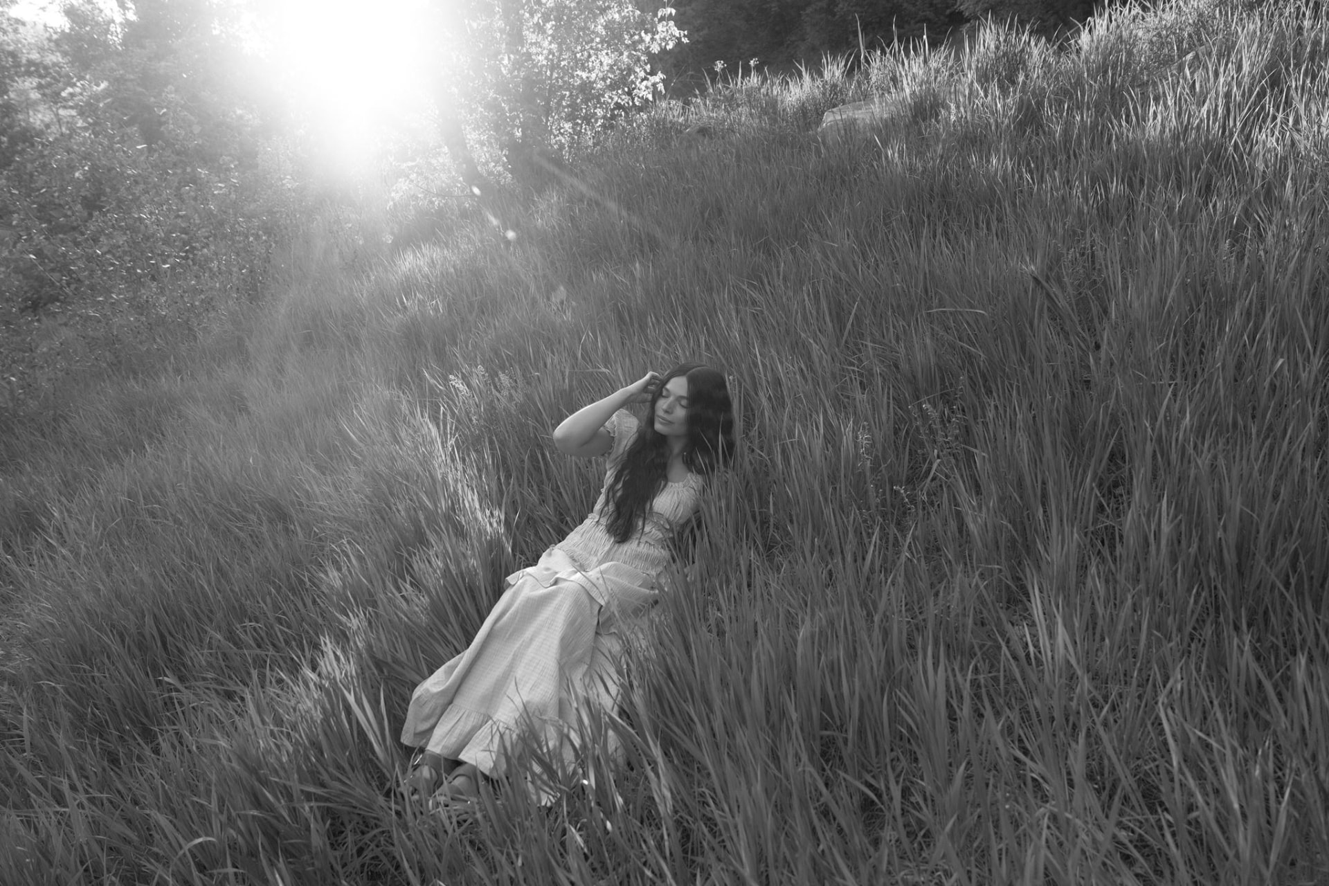 Shelby resting in a sunlit meadow of tall grass